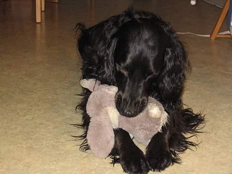 Blanding af racer *alfred* billede 5