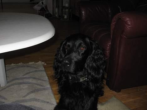 Blanding af racer *alfred* billede 6