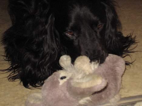 Blanding af racer *alfred* billede 7