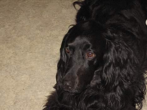 Blanding af racer *alfred* billede 8