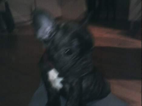 Fransk bulldog Phili *DØD* d. 20-2-2008. billede 2