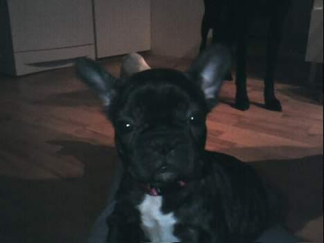 Fransk bulldog Phili *DØD* d. 20-2-2008. billede 3