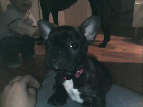 Fransk bulldog Phili *DØD* d. 20-2-2008. billede 4