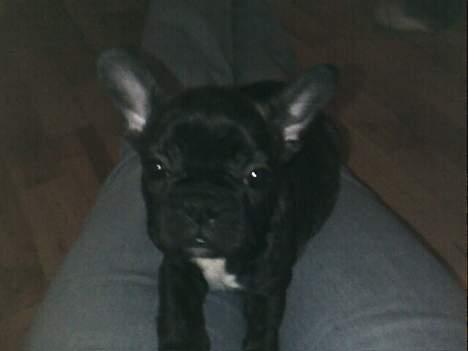 Fransk bulldog Phili *DØD* d. 20-2-2008. billede 5