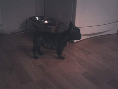 Fransk bulldog Phili *DØD* d. 20-2-2008. billede 6