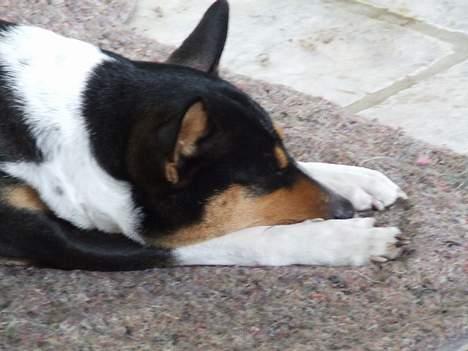 Basenji Atlanta de la Mercedes billede 9