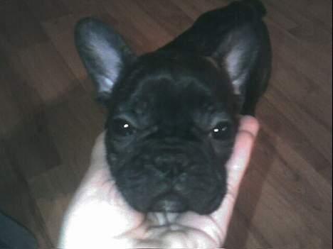 Fransk bulldog Phili *DØD* d. 20-2-2008. billede 7