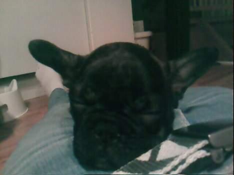 Fransk bulldog Phili *DØD* d. 20-2-2008. billede 8