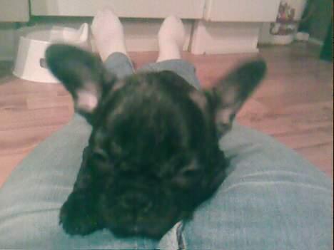 Fransk bulldog Phili *DØD* d. 20-2-2008. billede 9