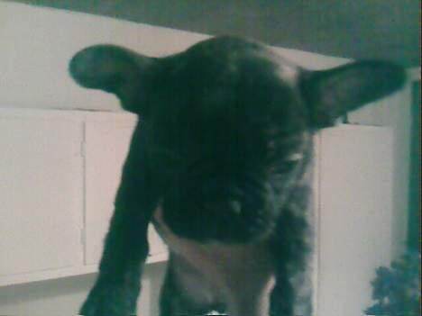 Fransk bulldog Phili *DØD* d. 20-2-2008. billede 10