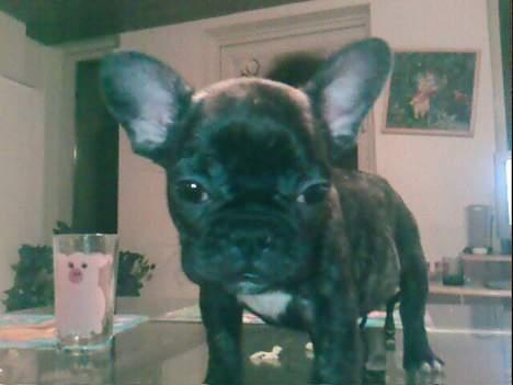 Fransk bulldog Phili *DØD* d. 20-2-2008. billede 11