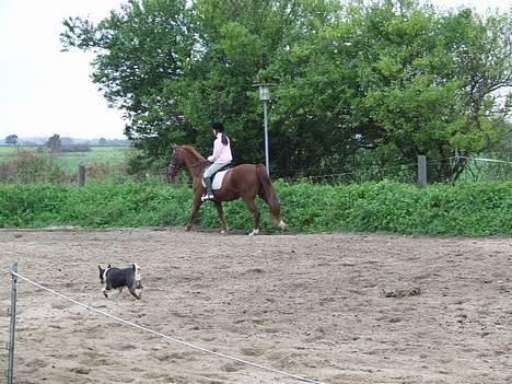 Basenji Atlanta de la Mercedes billede 10