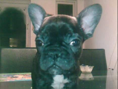 Fransk bulldog Phili *DØD* d. 20-2-2008. billede 12