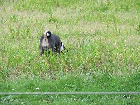 Basenji Atlanta de la Mercedes billede 11