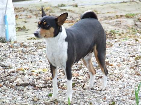 Basenji Atlanta de la Mercedes billede 12
