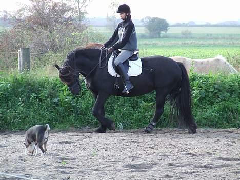 Basenji Atlanta de la Mercedes billede 13