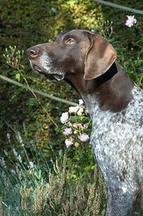 Korthåret hønsehund Don (død 2007) - Min smukke hund :) billede 1
