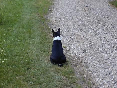 Basenji Atlanta de la Mercedes billede 14