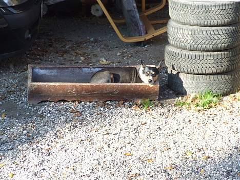 Basenji Atlanta de la Mercedes billede 15