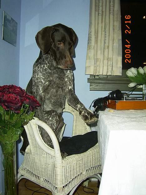 Korthåret hønsehund Don (død 2007) - Don æælsker at tale i telefon - hvor mon han har det fra?! billede 2