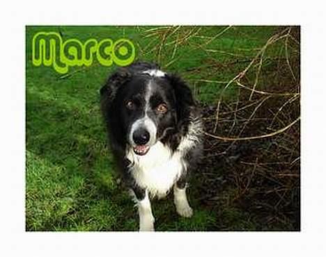 Border collie Marco  R.I.P. billede 10