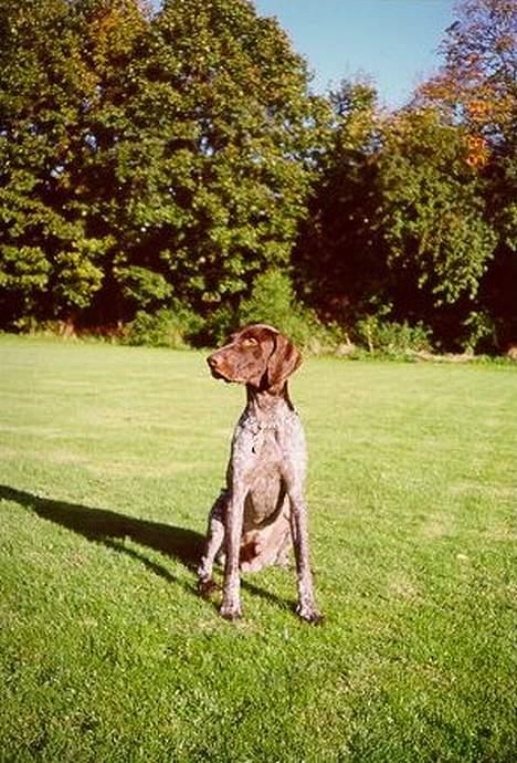 Korthåret hønsehund Don (død 2007) - Nyder solen i Bernstorffsparken billede 3