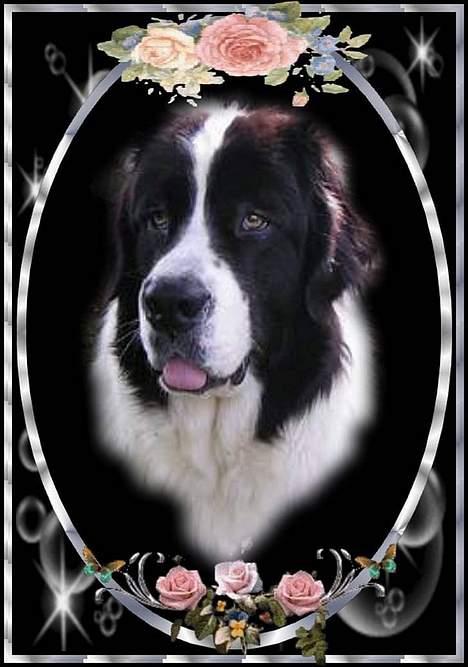 Landseer Zindy billede 18