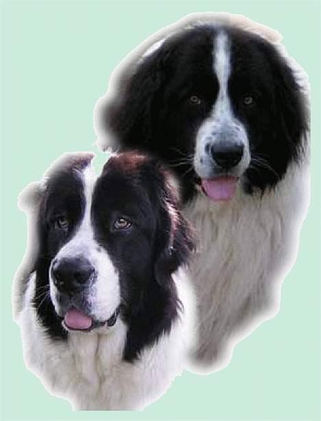 Landseer Zindy billede 19