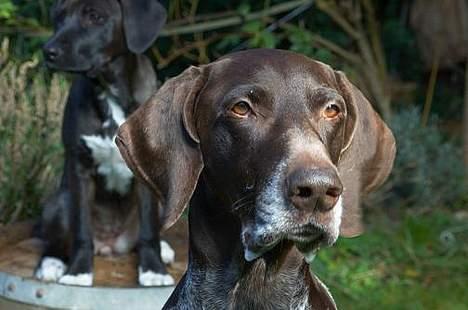 Korthåret hønsehund Don (død 2007) - Don m.Lucca i baggrunden billede 4