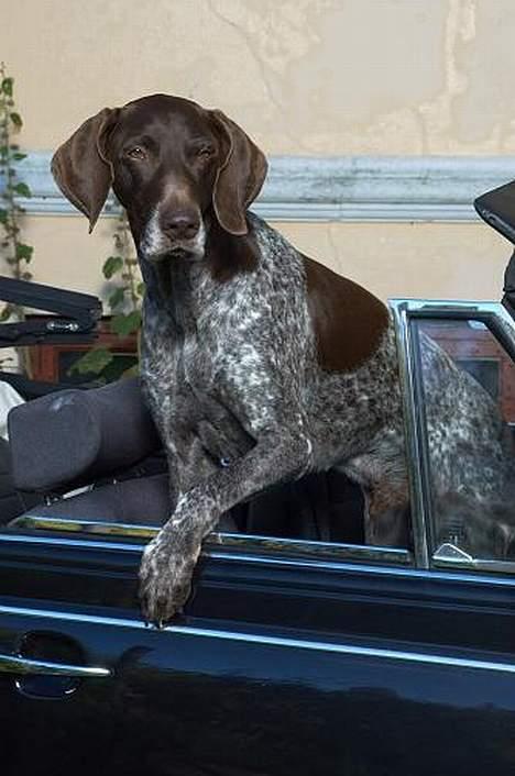 Korthåret hønsehund Don (død 2007) - Don Juan! En ægte kvindebedårer:) billede 5