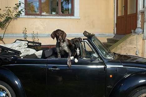 Korthåret hønsehund Don (død 2007) - Køretur m.lillesøster :) billede 6
