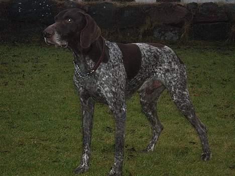 Korthåret hønsehund Don (død 2007) billede 7