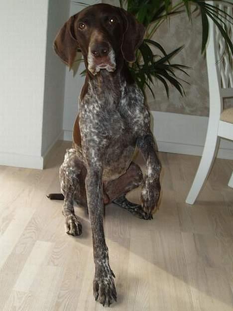 Korthåret hønsehund Don (død 2007) - Vinke! billede 8