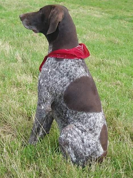 Korthåret hønsehund Don (død 2007) billede 9
