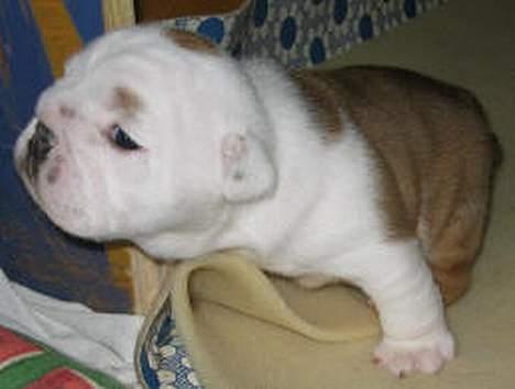 Engelsk bulldog Nice Nymph Bajoka billede 2