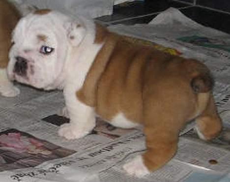 Engelsk bulldog Nice Nymph Bajoka billede 3