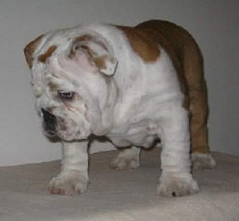 Engelsk bulldog Nice Nymph Bajoka billede 5