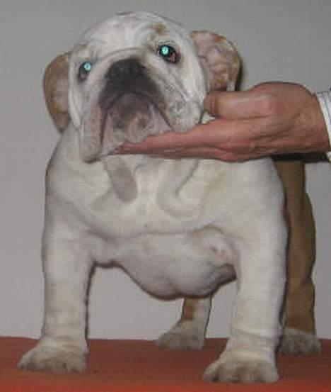 Engelsk bulldog Nice Nymph Bajoka billede 6