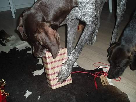 Korthåret hønsehund Don (død 2007) - Aftenens højdepunkt! GAVER! Don kom endda med en af mine pakker under middagen fordi han syntes vi skulle komme igang´med at pakke op! billede 11