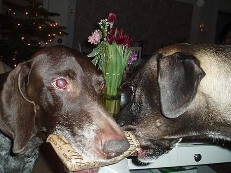 Korthåret hønsehund Don (død 2007) - MIN gave - Nej MIN! - det var undeholdende at overvære denne lille gaveslåskamp! billede 12
