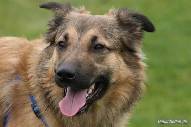 Blanding af racer Noah - Noah er han ikke bare skøn ? (foto taget af ina d9/10-07) billede 10