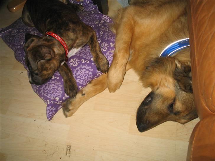 Blanding af racer Noah - Du Niila ikke tættere bliv på puden .. billede 11