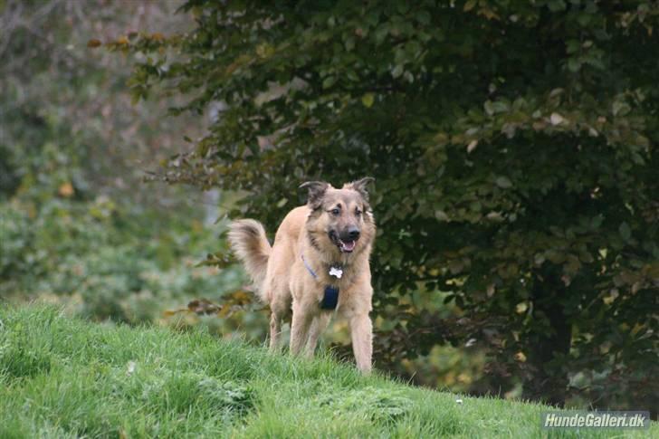 Blanding af racer Noah - Smukke Noah .. (foto Ina d 9/10-07) billede 12