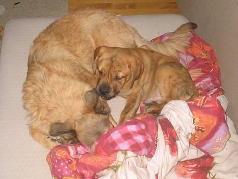 Blanding af racer Noah - Mor jeg prøver at gemme mig! du kan ikke se mig vel???  billede 13