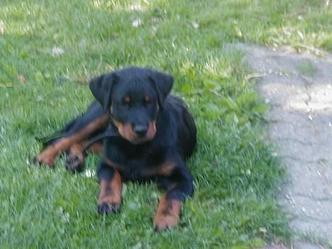 Rottweiler Idor billede 5