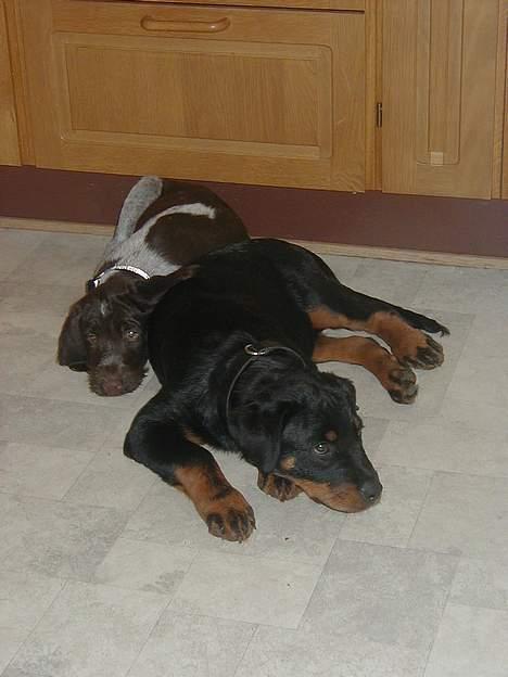 Rottweiler Idor billede 6