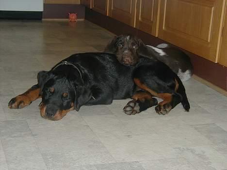 Rottweiler Idor billede 7