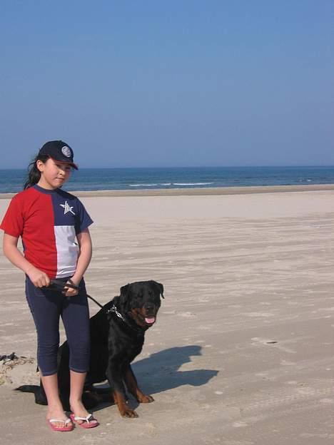 Rottweiler Idor billede 8