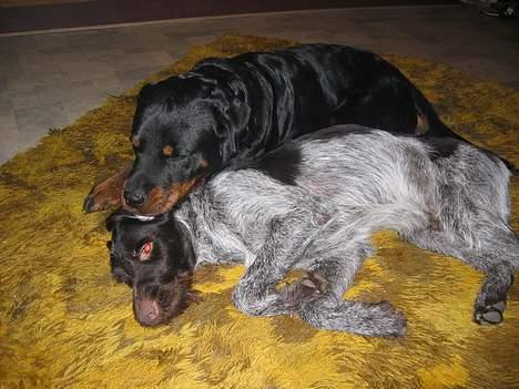 Rottweiler Idor billede 9