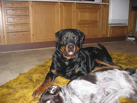 Rottweiler Idor billede 10